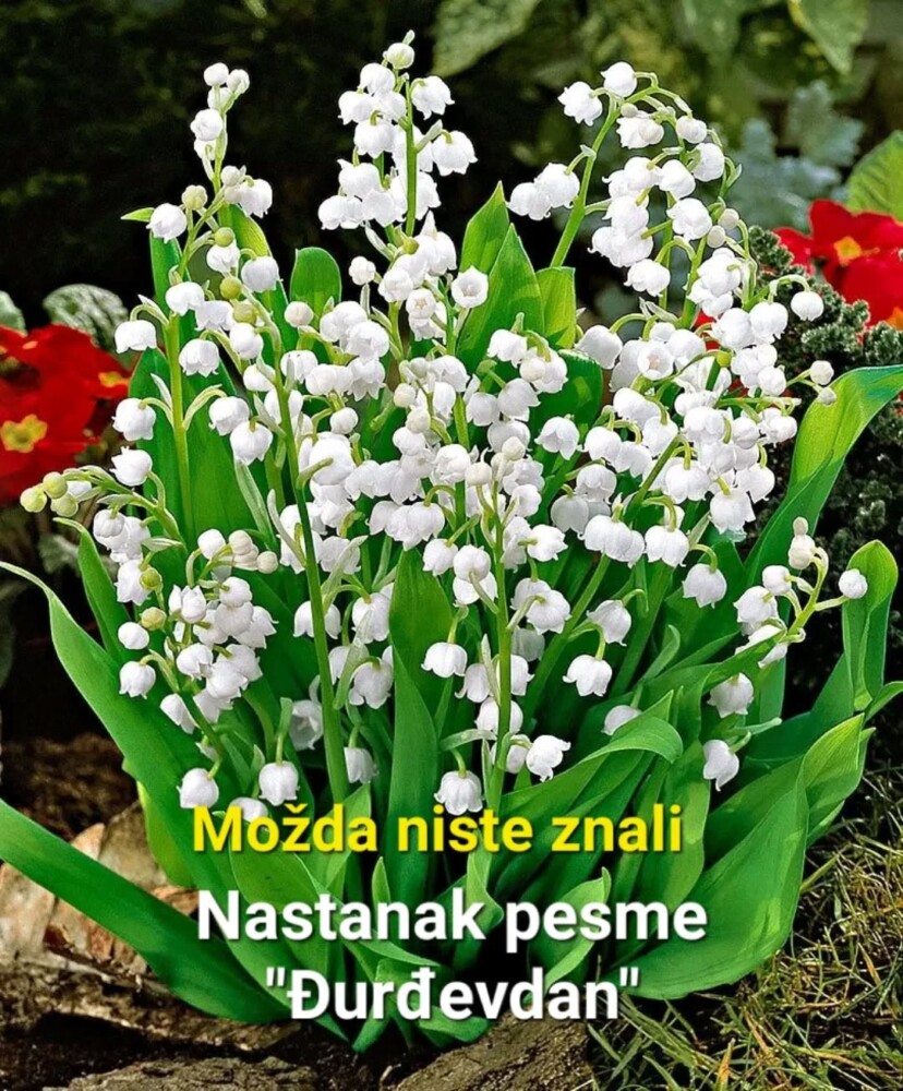 !1 pesma đurđevdan hitovi evergreen balkan music interesting zanimljivo kakojenastalapesma svetiđorđe srpske slave romska veselja mojabaza 1