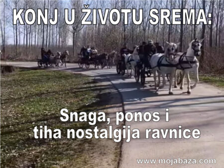 !1a horses serbia animals konj konjarstvo srem kočije zaprega tradicija sremački običaji srbija mojabaza