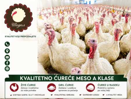 !1a-šodol-farma-curke--proizvodnja-food-turkee-zivina-perad-meso-kvalitet-zdravo-domace-zarestoran-ukusno-samalokalorija-mojabazacom-1