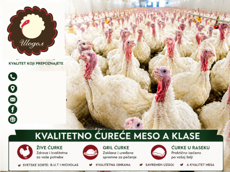 !1a-šodol-farma-curke--proizvodnja-food-turkee-zivina-perad-meso-kvalitet-zdravo-domace-zarestoran-ukusno-samalokalorija-mojabazacom-1